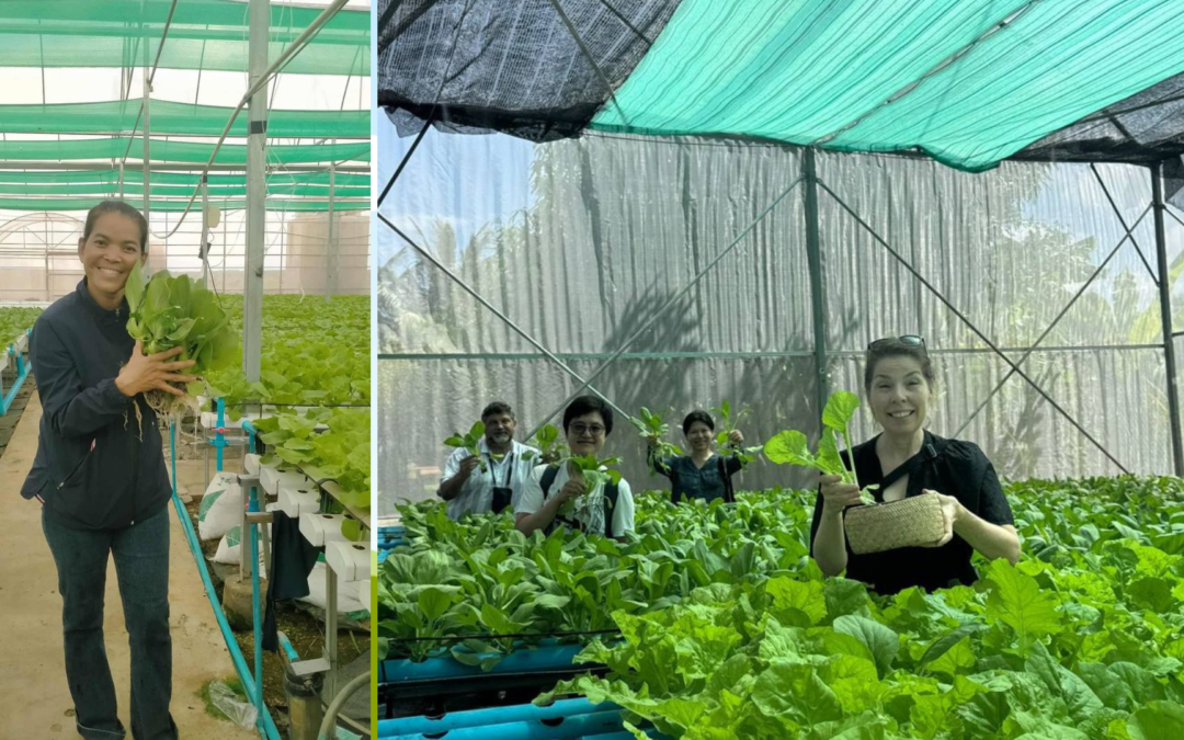 First Hydroponic Harvest