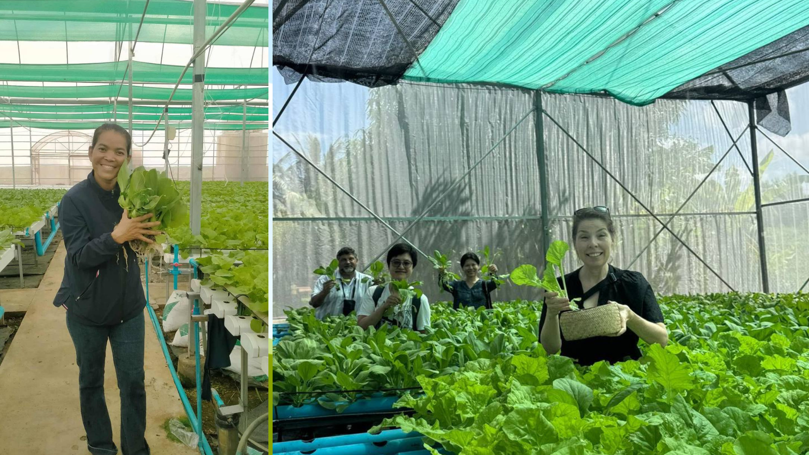 First Hydroponic Harvest